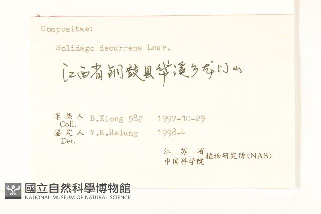 一枝黃花藏品圖，第3張