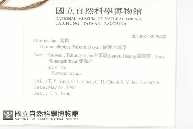 蘭嶼木耳菜藏品圖，第2張