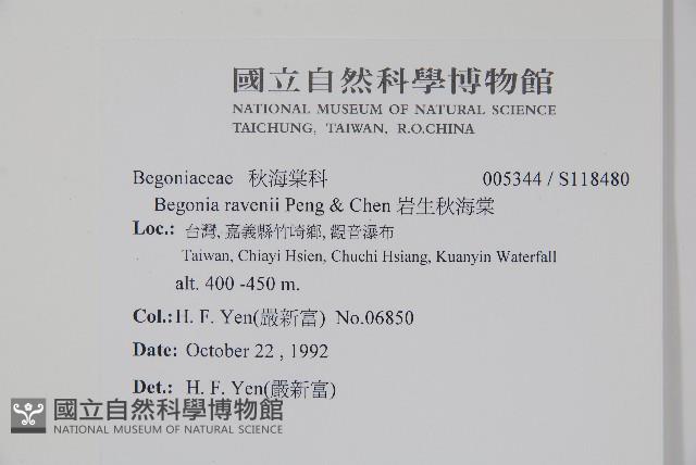 岩生秋海棠藏品圖，第2張