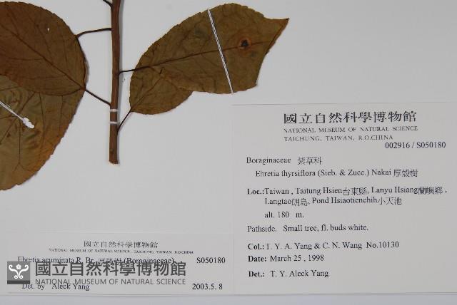 厚殼樹藏品圖，第2張