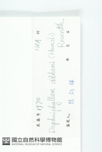 俄氏虎皮楠、蘭嶼虎皮楠、虎皮楠藏品圖，第3張