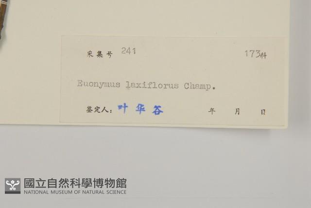 大丁黃藏品圖，第3張