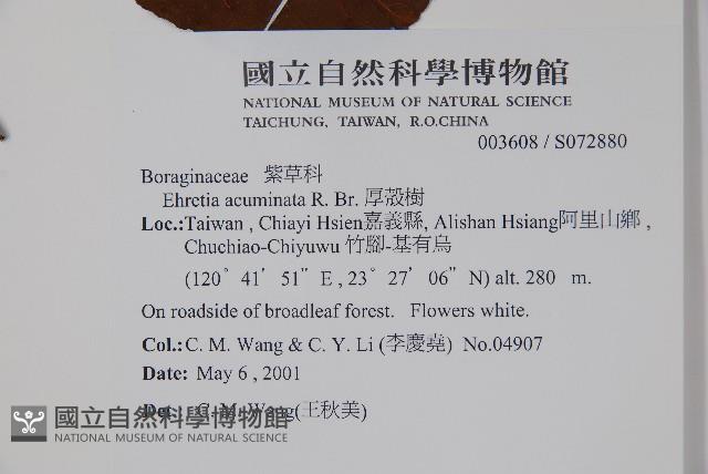 厚殼樹藏品圖，第2張