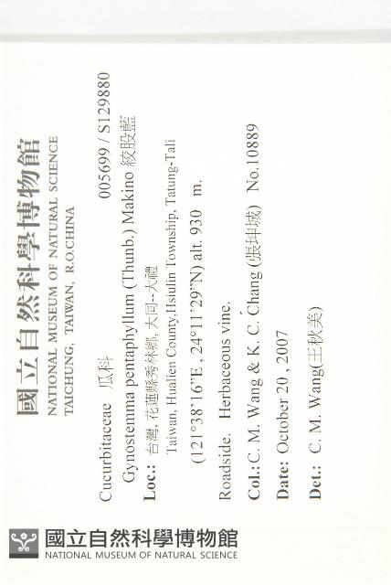 絞股藍藏品圖，第2張