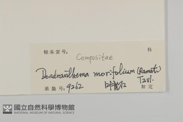 菊花藏品圖，第3張