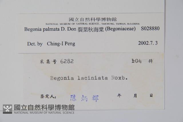 裂葉秋海棠藏品圖，第2張