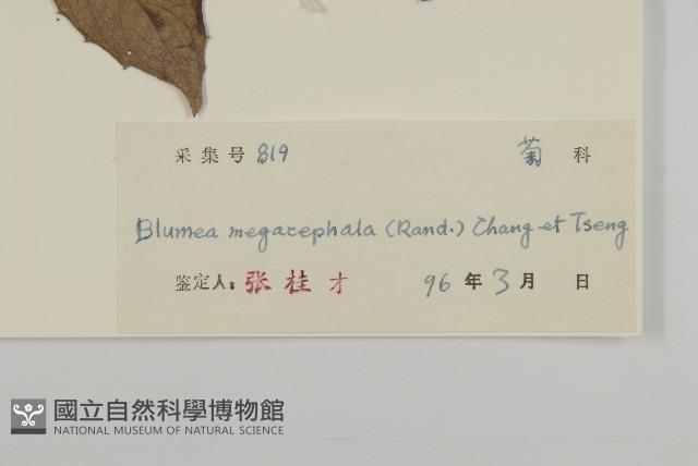 大頭艾納香藏品圖，第3張