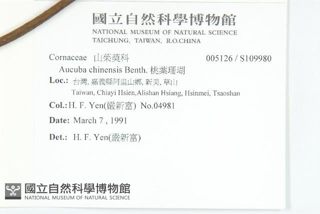 桃葉珊瑚藏品圖，第2張