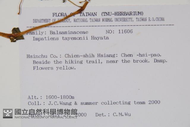 黃花鳳仙花藏品圖，第2張