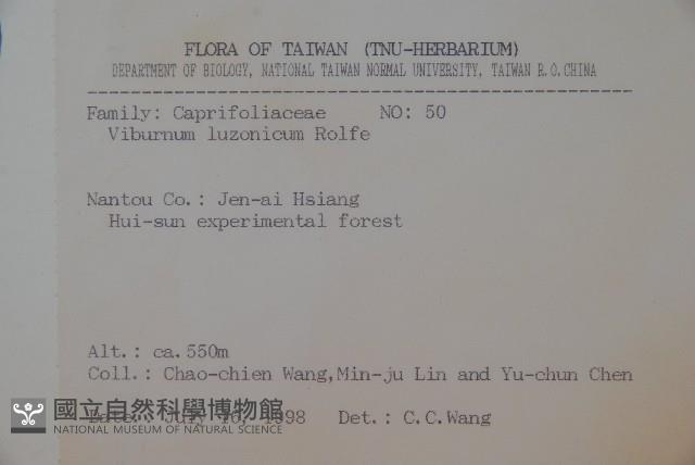 呂宋莢迷藏品圖，第2張