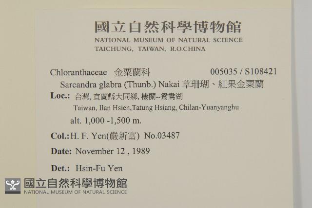 草珊瑚、紅果金粟蘭藏品圖，第2張