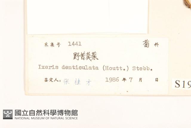 苦實菜藏品圖，第3張