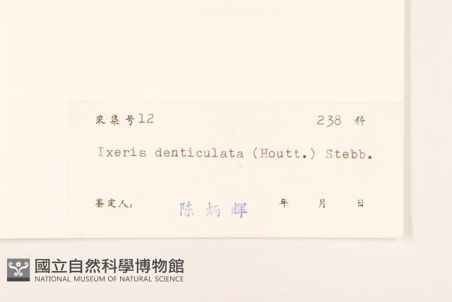 苦實菜藏品圖，第3張