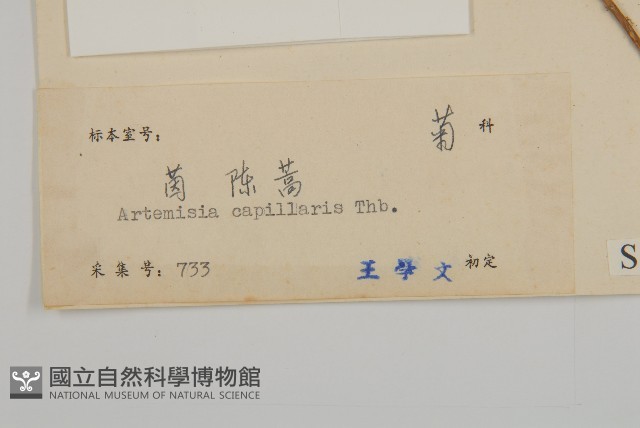茵蔯蒿藏品圖，第3張