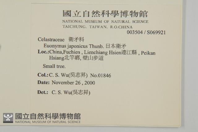 Evergreen euonymus Collection Image, Figure 2, Total 2 Figures