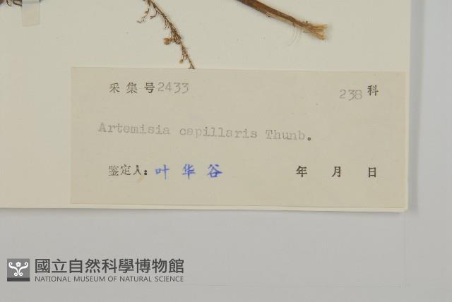 茵蔯蒿藏品圖，第3張
