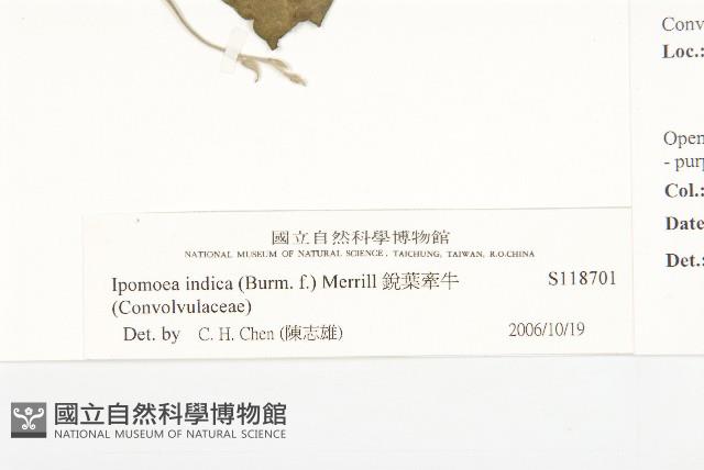 銳葉牽牛藏品圖，第3張