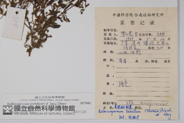 細纍子草藏品圖，第2張