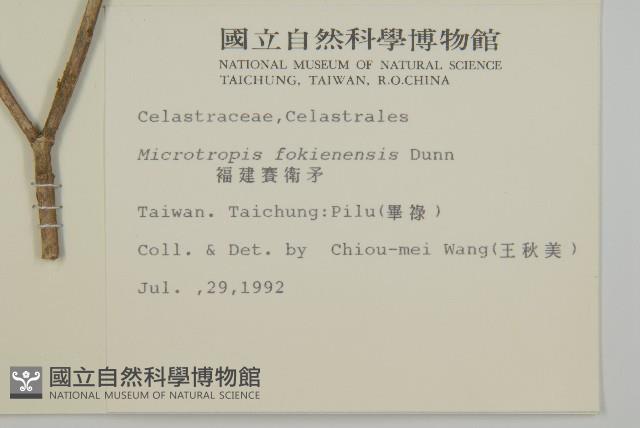 Fokien microtropis Collection Image, Figure 2, Total 2 Figures