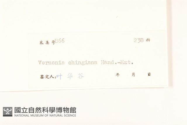 廣西斑鳩菊藏品圖，第3張