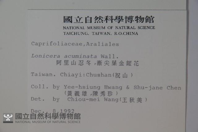 阿里山忍冬、漸尖葉忍冬藏品圖，第2張