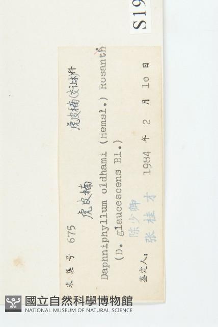 俄氏虎皮楠、蘭嶼虎皮楠、虎皮楠藏品圖，第3張