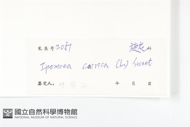 番仔藤藏品圖，第3張