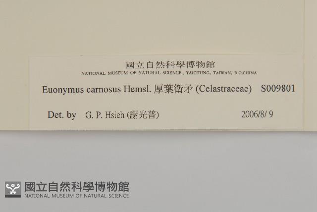 厚葉衛矛, 源一木藏品圖，第3張