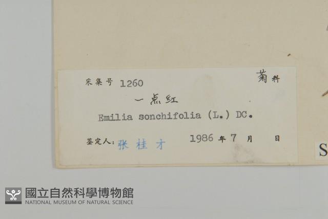 紫背草藏品圖，第3張