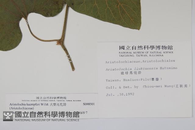 大葉馬兜鈴藏品圖，第2張