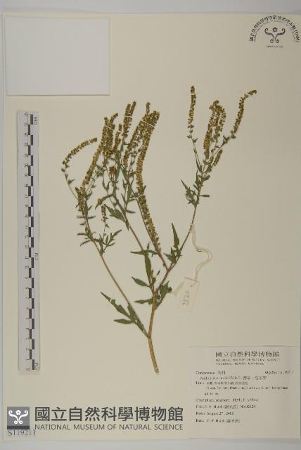 武靴藤藏品圖，第3張