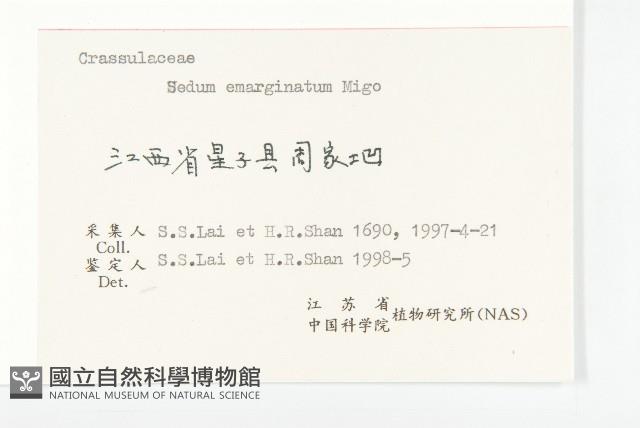 凹葉景天藏品圖，第3張