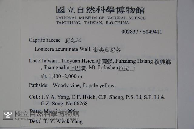 阿里山忍冬、漸尖葉忍冬藏品圖，第2張