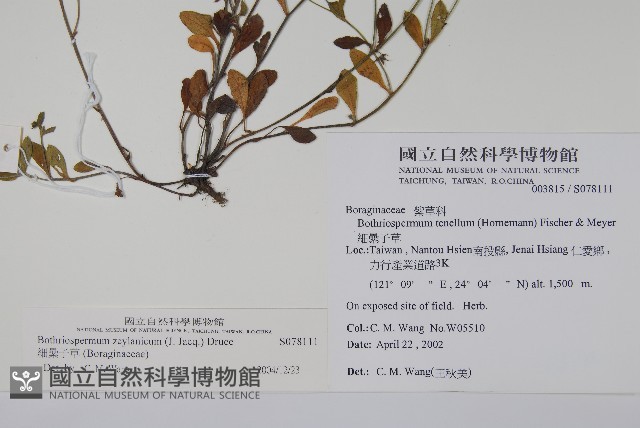 細纍子草藏品圖，第2張