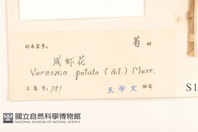 嶺南野菊藏品圖，第3張