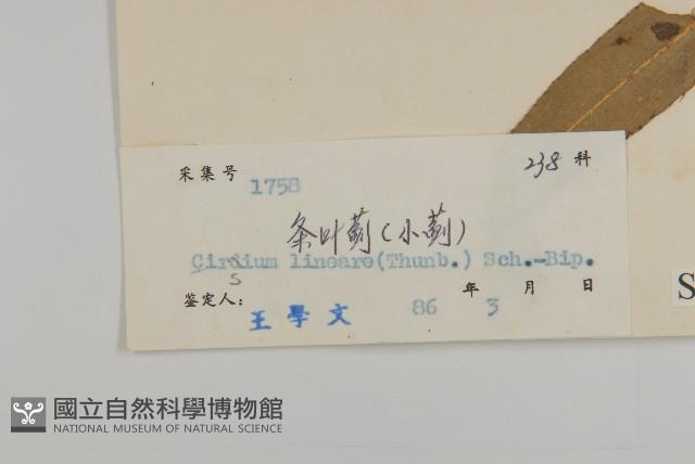 華薊藏品圖，第3張