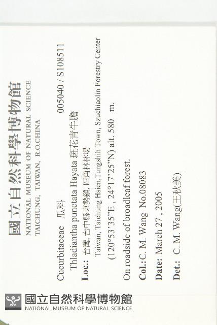 斑花青牛膽藏品圖，第2張