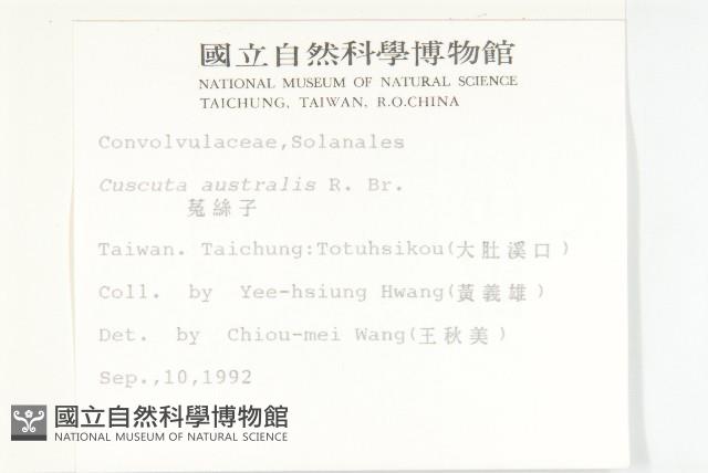 菟絲子藏品圖，第2張