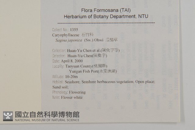 瓜槌草、漆姑草藏品圖，第2張