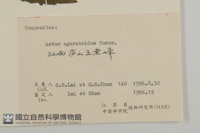 山白蘭藏品圖，第3張