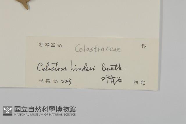 南華南蛇藤，青江藤藏品圖，第3張