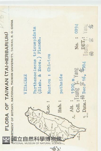 絞股藍藏品圖，第2張