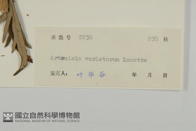 南艾蒿藏品圖，第3張