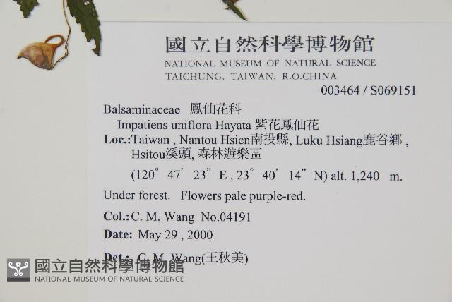 紫花鳳仙花藏品圖，第2張