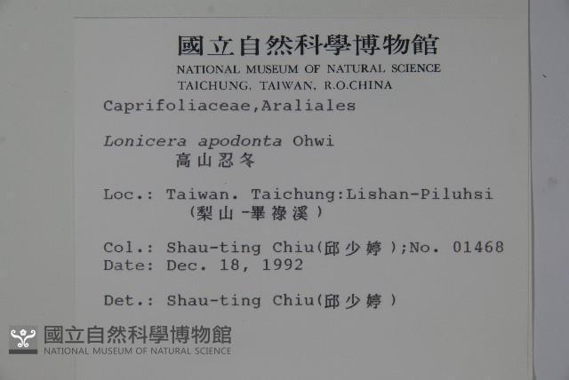 無梗忍冬藏品圖，第2張