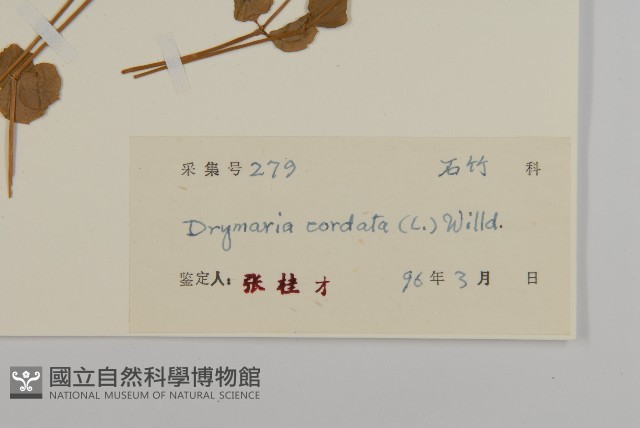 荷蓮豆藏品圖，第3張