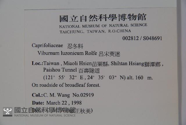 呂宋莢迷藏品圖，第2張