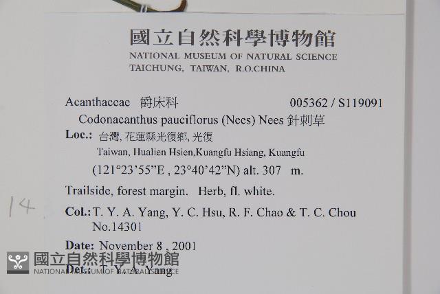 針刺草藏品圖，第2張