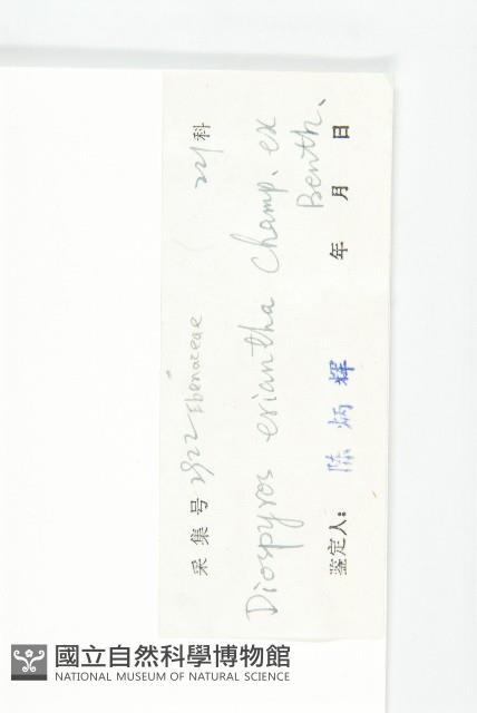 軟毛柿藏品圖，第3張