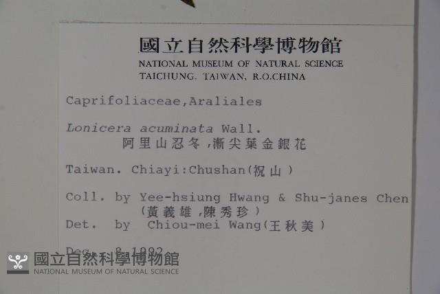阿里山忍冬、漸尖葉忍冬藏品圖，第2張